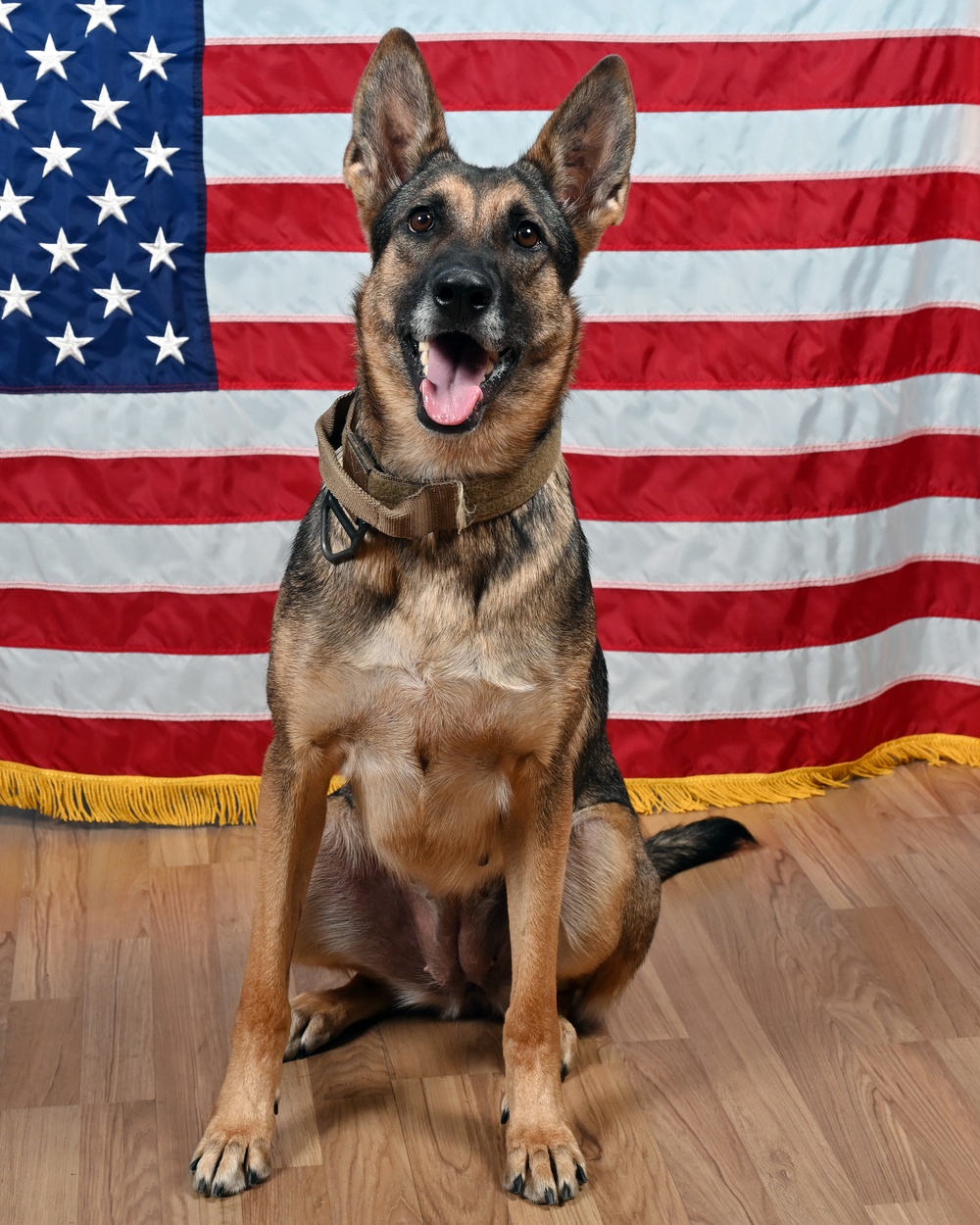 Military Working Dog