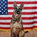 Military Working Dog