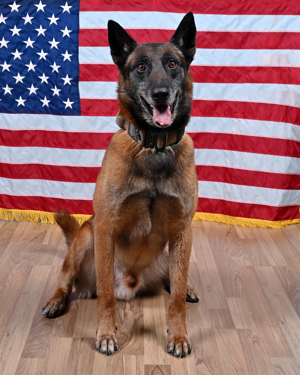 Military Working Dog