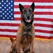 Military Working Dog