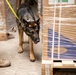 Air Force &amp; Navy MWDs Work Together