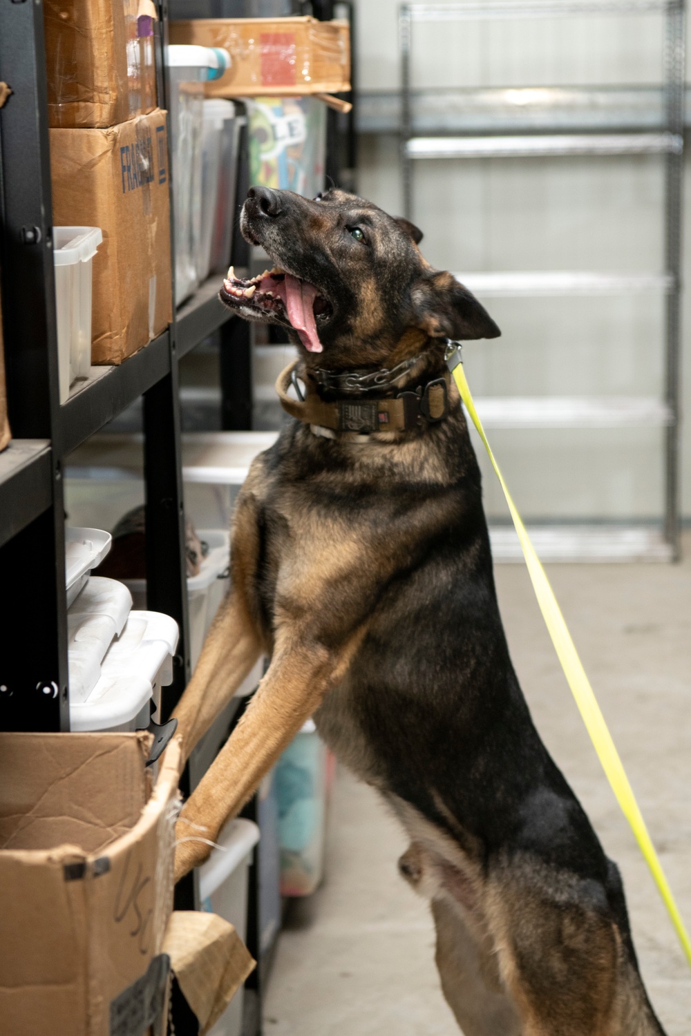 Air Force &amp; Navy MWDs Work Together