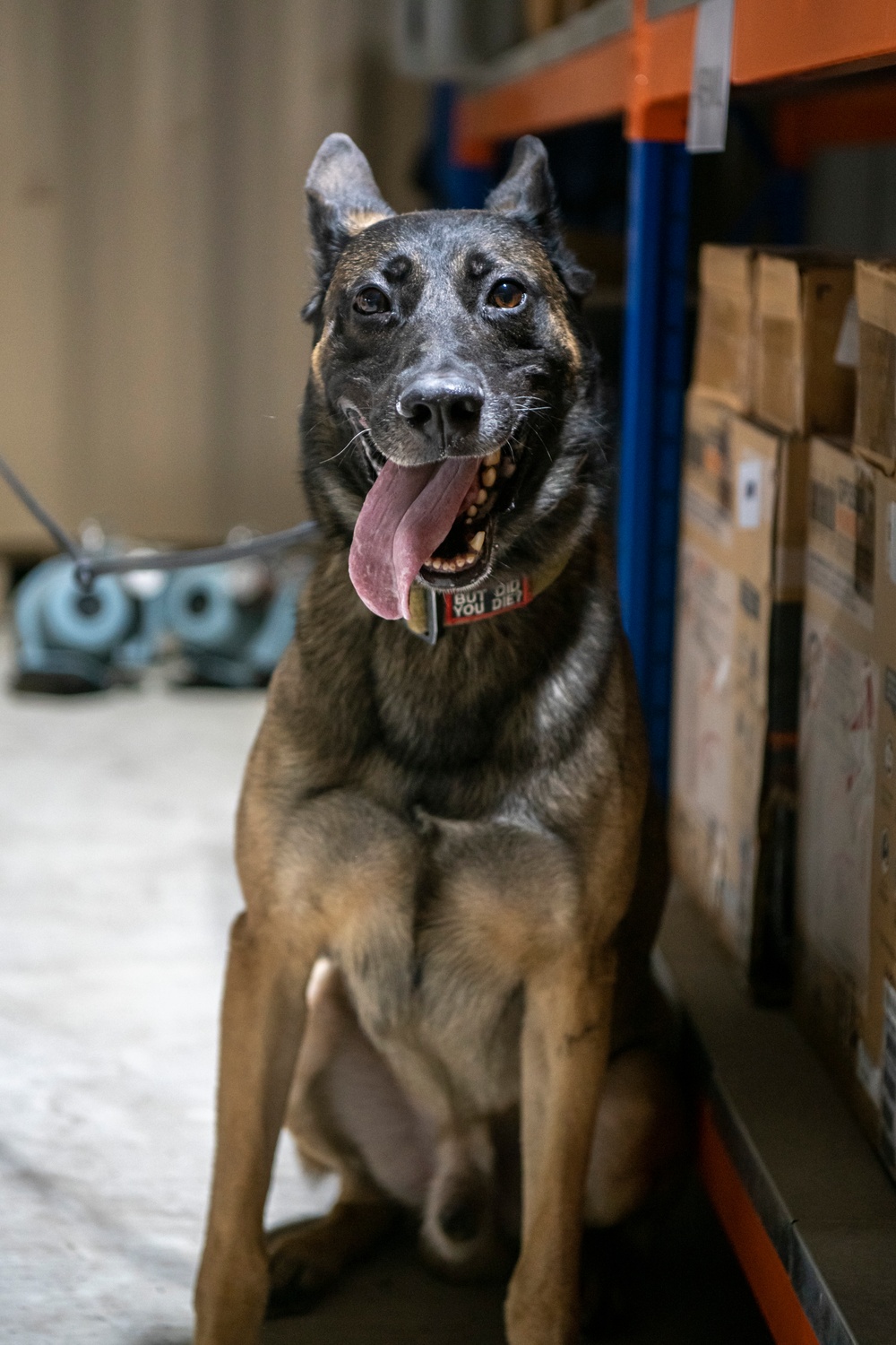 Air Force &amp; Navy MWDs Work Together