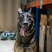 Air Force &amp; Navy MWDs Work Together