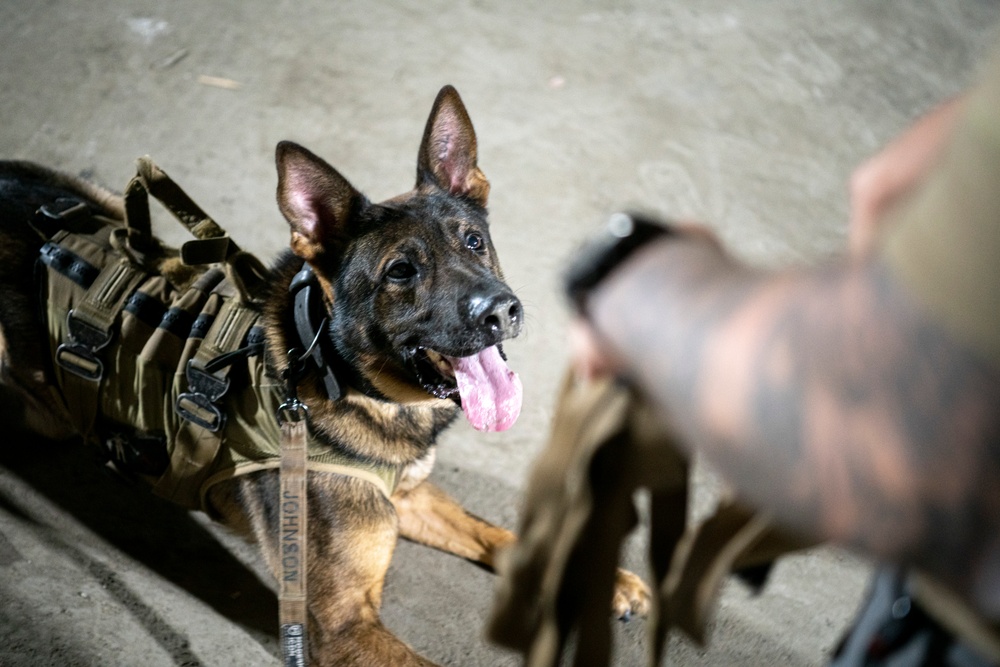 Air Force &amp; Navy MWDs Work Together