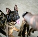 Air Force &amp; Navy MWDs Work Together