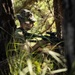 SY 24 | ROKMC and USMC Conduct Patrol Training