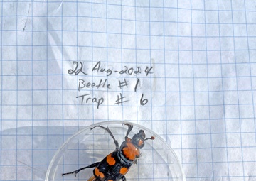Collaborative conservation efforts and the future of a vulnerable beetle
