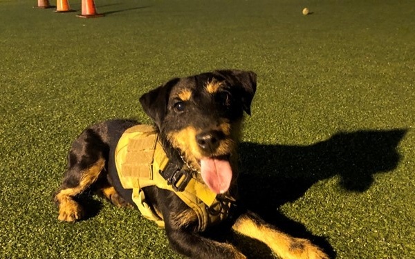 Small dogs, big mission