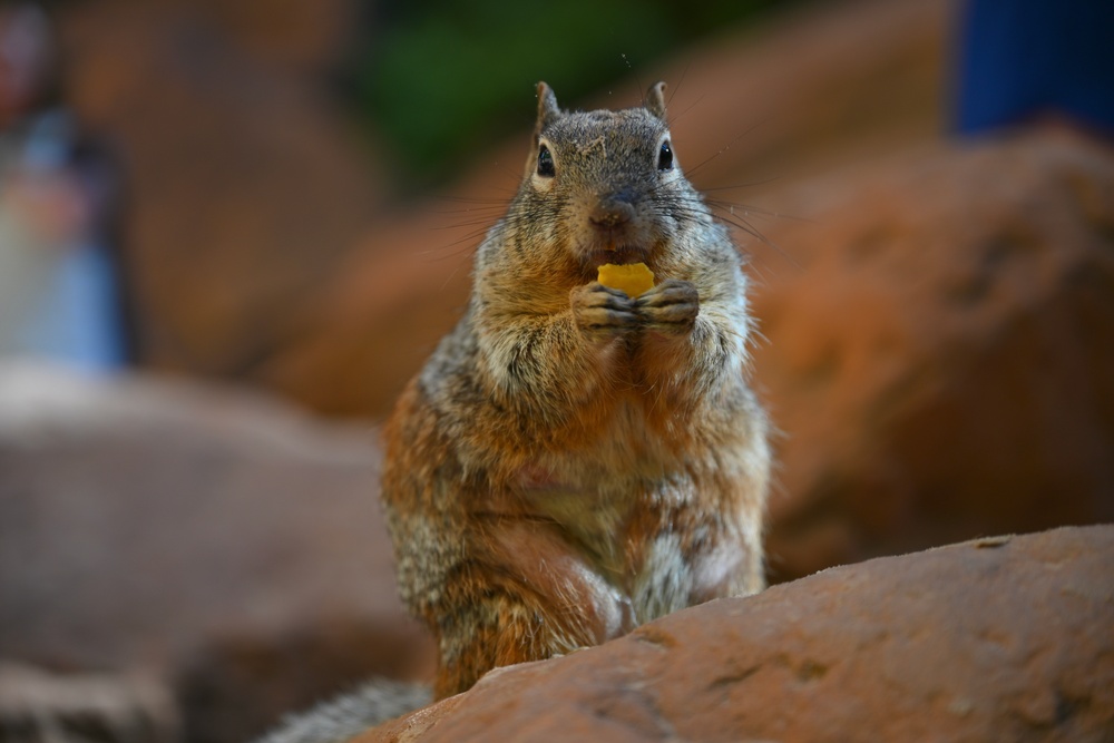 Wyoming Wanderers: Zion National Park