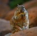 Wyoming Wanderers: Zion National Park