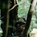 Soldiers Hold Their Ground During Saber Junction Exercise