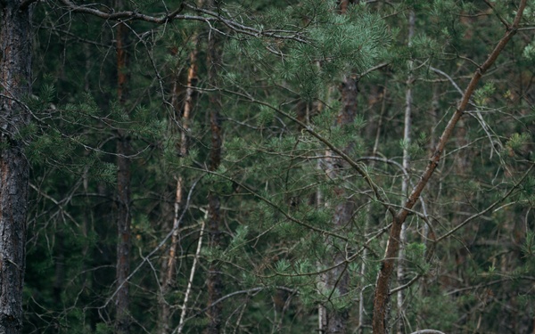 Sky Soldiers Hold Positions After Being Discovered by An Enemy Drone (Exercise Saber Junction 24)