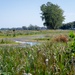 Port Clinton, Ohio Invasive Plant Treatment