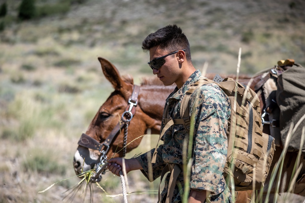 Marines with 2/1 practice field techniques during Animal Packers Course 2-24