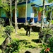 U.S. Coast Guard conduct community clean up in Yap, Federated States of Micronesia, under Pacific Partnership 2024