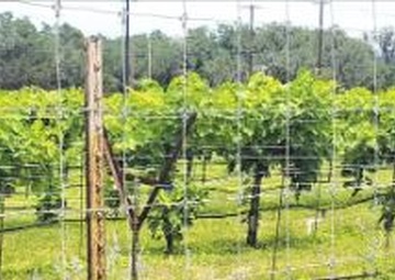 Dry Comal Creek Vineyards provides perfect combo of tunes, tastes