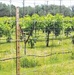 Dry Comal Creek Vineyards provides perfect combo of tunes, tastes