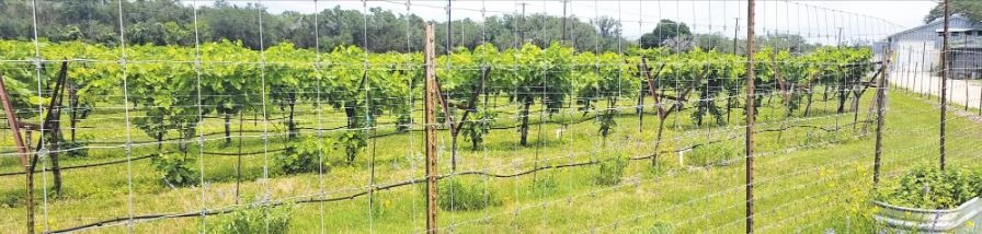 Dry Comal Creek Vineyards provides perfect combo of tunes, tastes