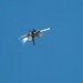 U.S. Air Force perform during first Egypt International Airshow