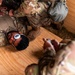 2nd Cavalry Regiment E2B Training: Week 1
