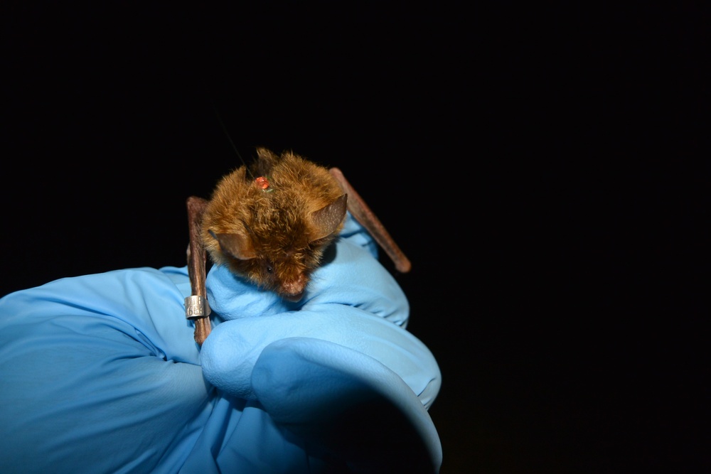 Last of them: fungal disease causes 90% decline in long-eared bat population