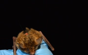 Last of them: fungal disease causes 90% decline in long-eared bat population