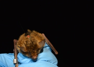 Last of them: fungal disease causes 90% decline in long-eared bat population