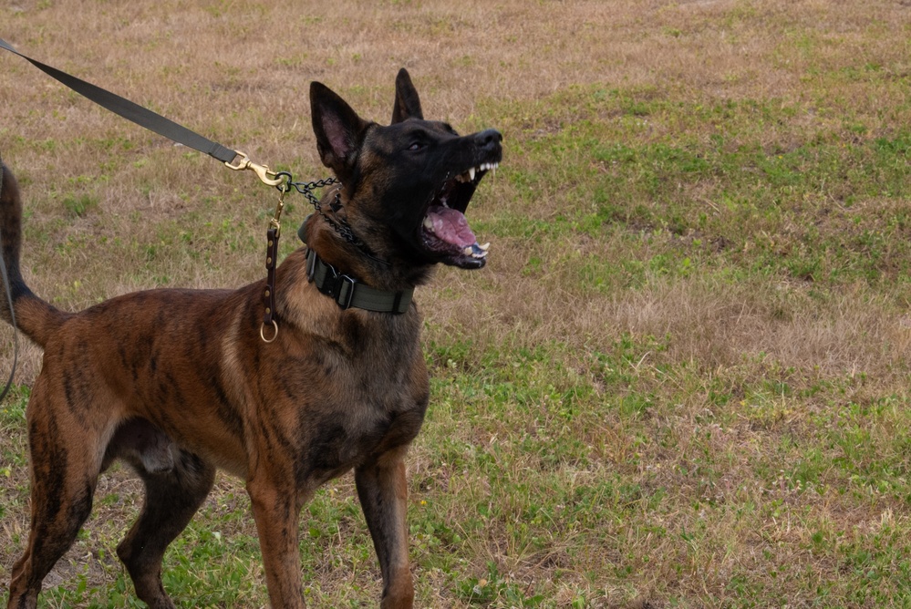 Valor on Four Paws