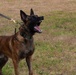 Valor on Four Paws
