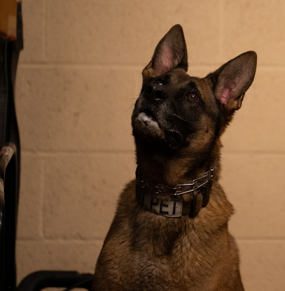 Valor on Four Paws