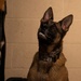 Valor on Four Paws