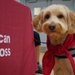 Therapy dog in-training at resource fair