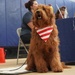 Therapy dog in-training at resource fair