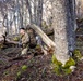 U.S. Marine Corps Mountain Warfare Instructors conduct long-range movement with Argentine marines