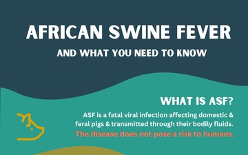 Understanding African Swine Fever, potential risks