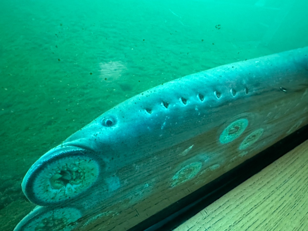 Lamprey numbers less than 2024