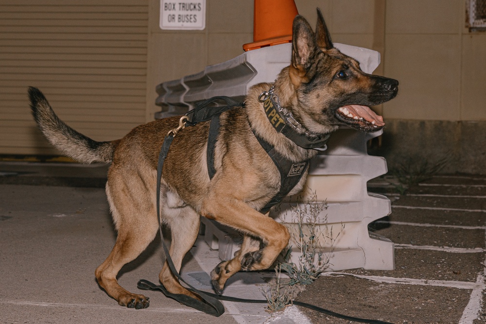 K9 Detection Training