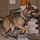 K9 Detection Training