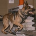 K9 Detection Training