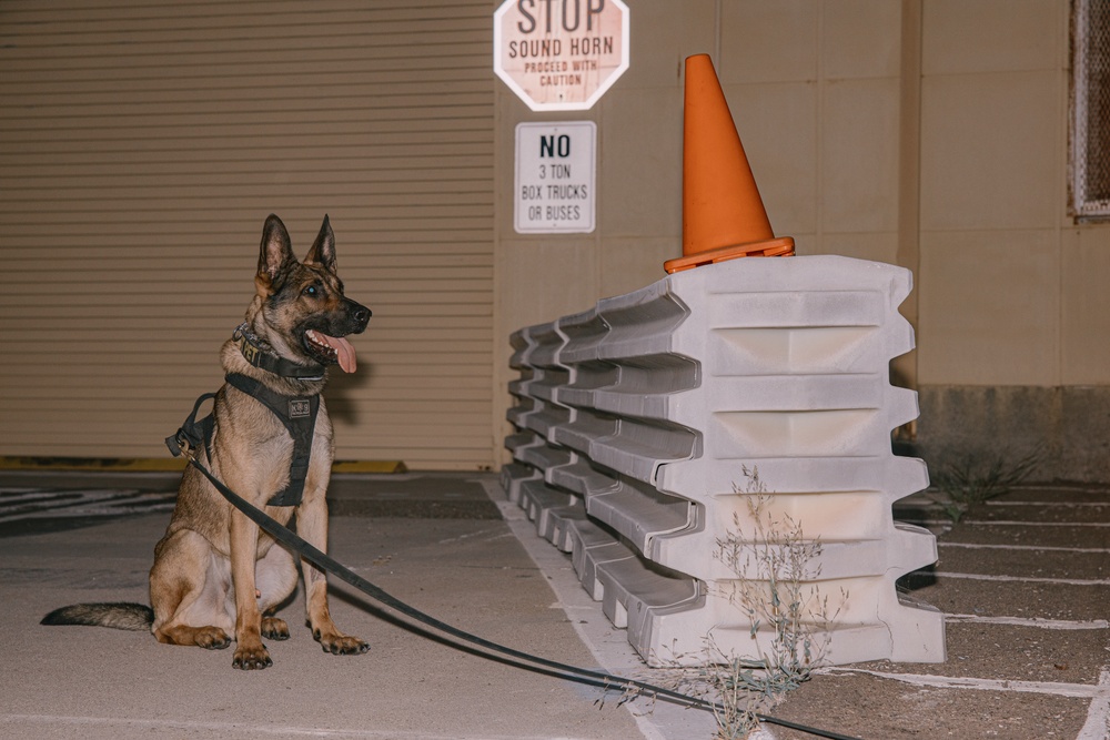 K9 Detection Training