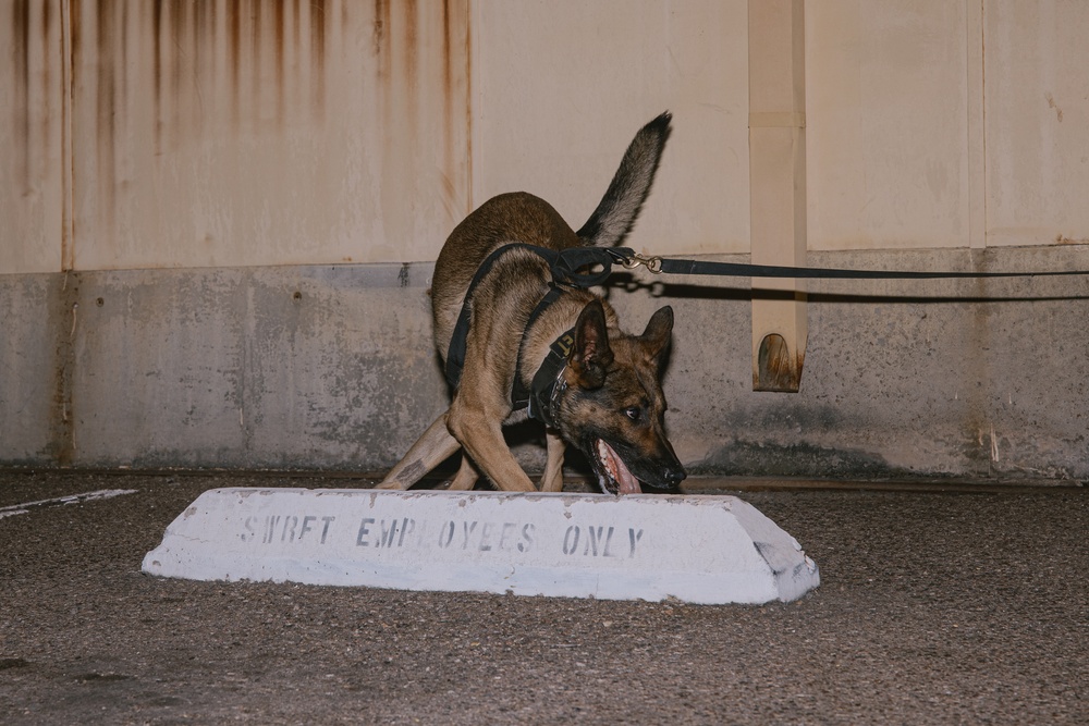 K9 Detection Training