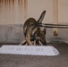 K9 Detection Training