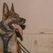 K9 Detection Training