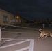 K9 Detection Training