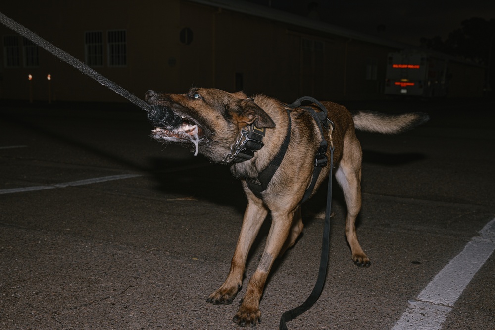 K9 Detection Training