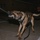 K9 Detection Training