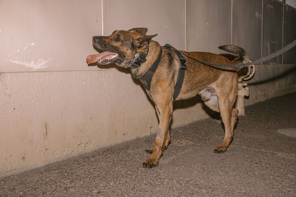 K9 Detection Training