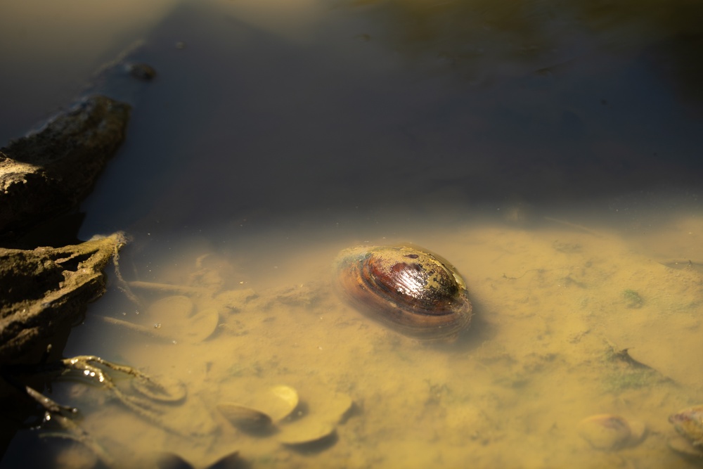 Employees from the U.S. Army Corps of Engineers Louisville District help to relocate mussels at Green River near Brownsville, KY, Sep. 6, 2024