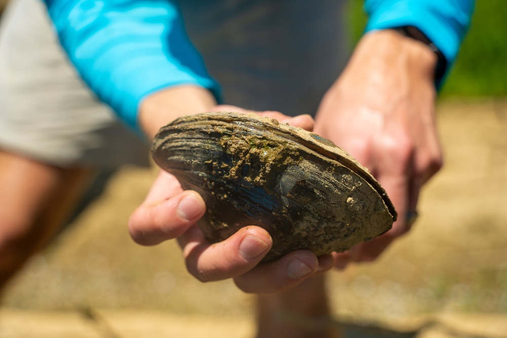 Employees from the U.S. Army Corps of Engineers Louisville District help to relocate mussels at Green River near Brownsville, KY, Sep. 6, 2024